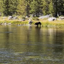 Bear in River
